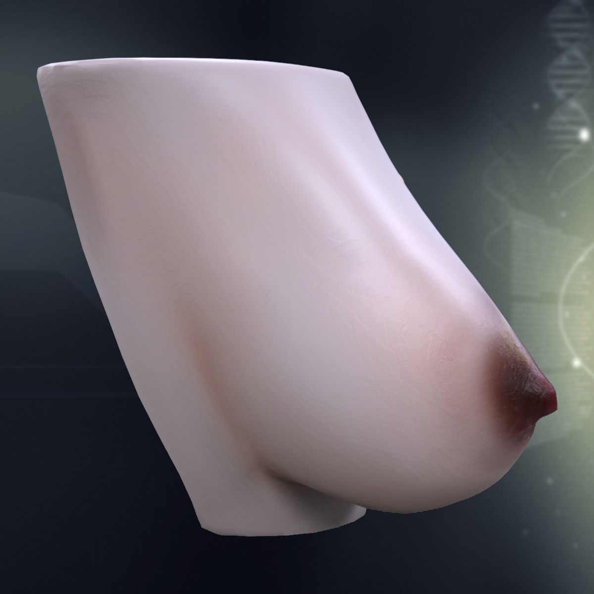 Human Female Breast Anatomy 3D model_2