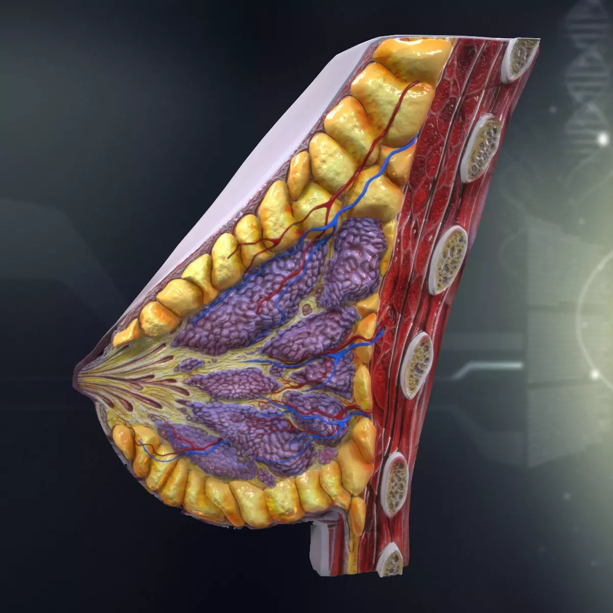 Human Female Breast Anatomy 3D model_0