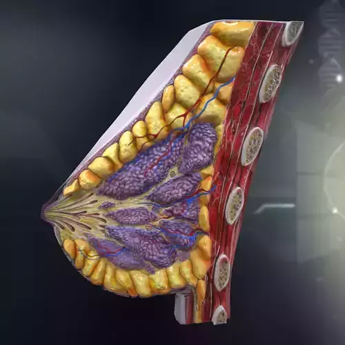 Human Female Breast Anatomy 3D model