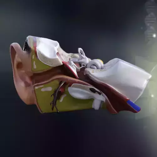 Human Ear Anatomy 3D model