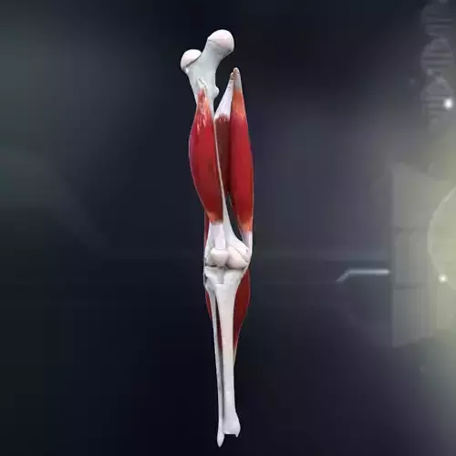 Human Knee Joint Anatomy 3D model