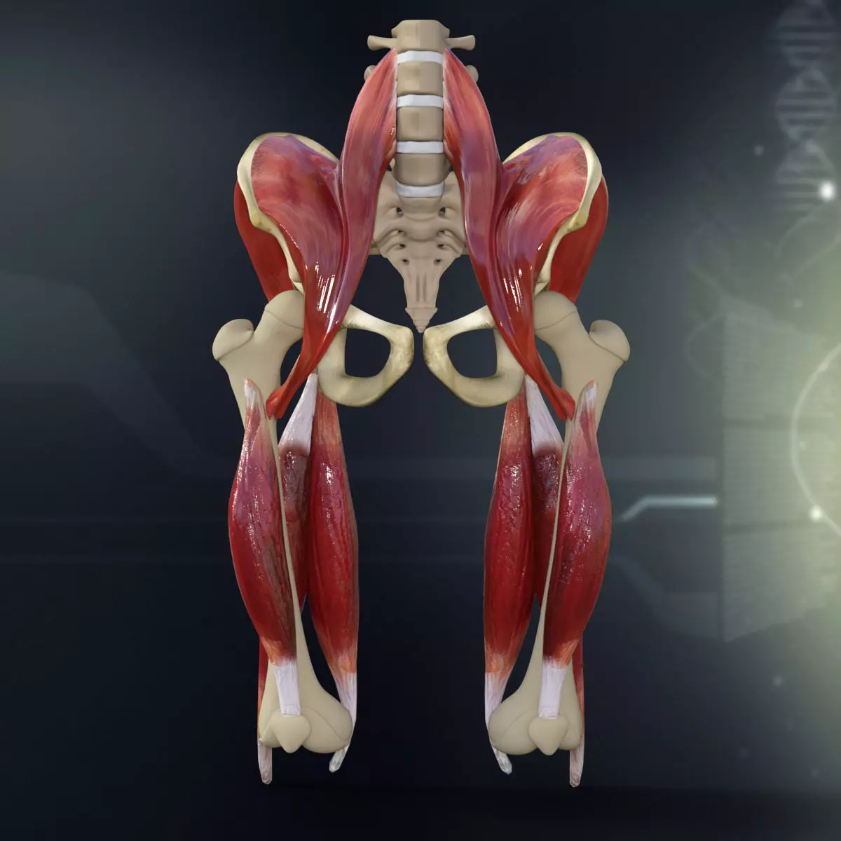 Human Pelvis Muscle Bone Anatomy 3D model_0