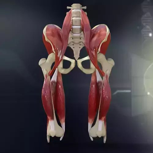 Human Pelvis Muscle Bone Anatomy 3D model