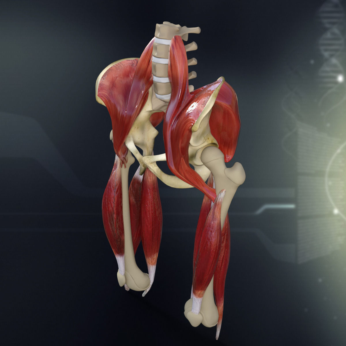 Human Pelvis Muscle Bone Anatomy 3D model_2