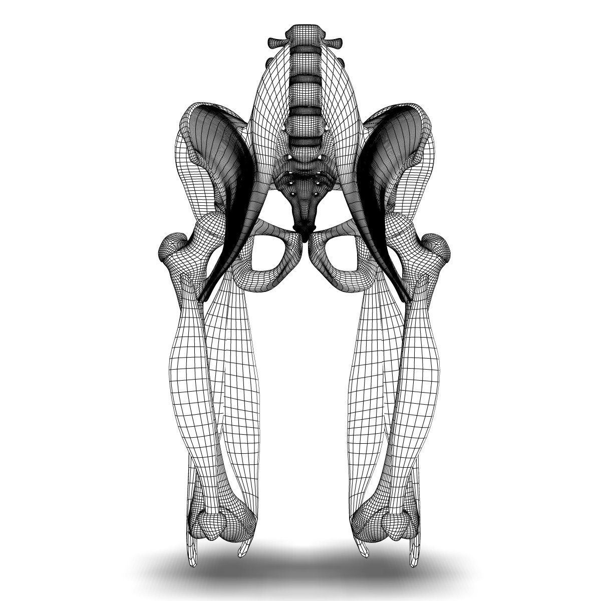Human Pelvis Muscle Bone Anatomy 3D model_4