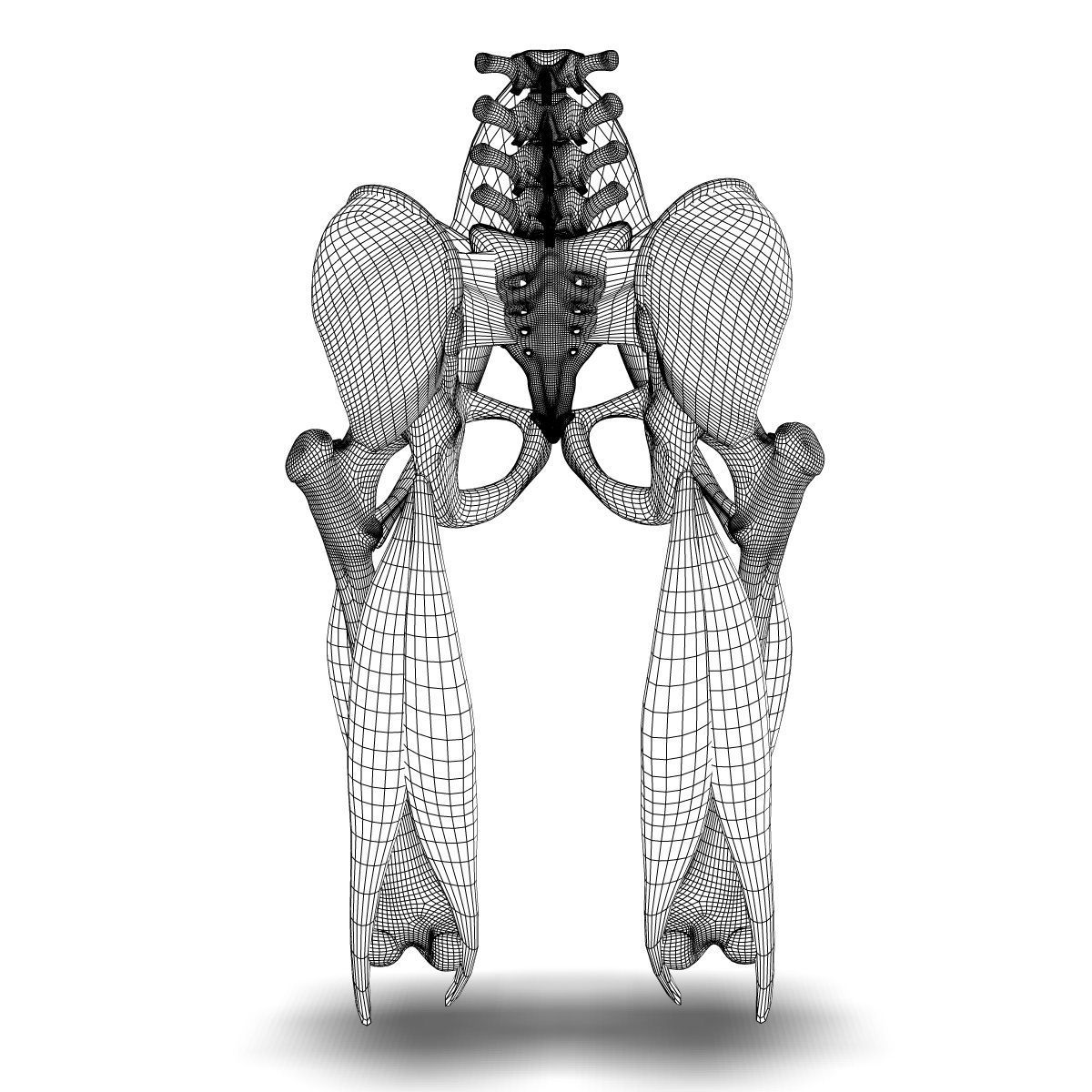 Human Pelvis Muscle Bone Anatomy 3D model_3