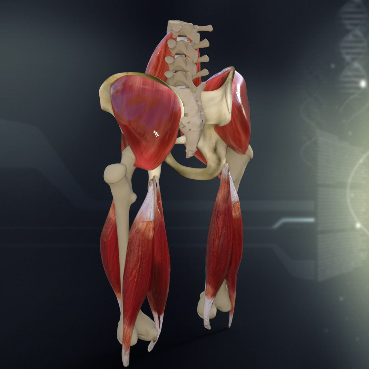 Human Pelvis Muscle Bone Anatomy 3D model_1