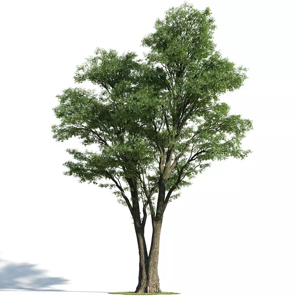 Tilia 60 am154 3D model_0