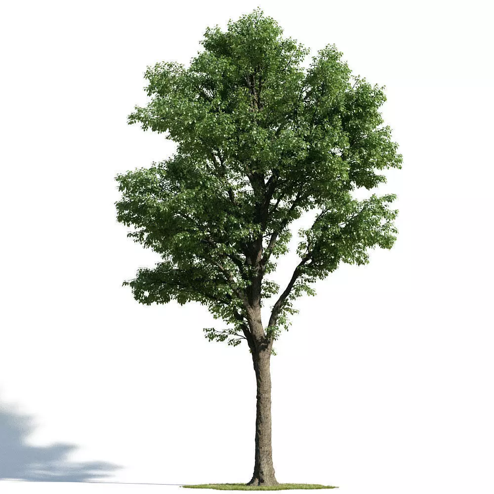 Tilia 59 am154 3D model
