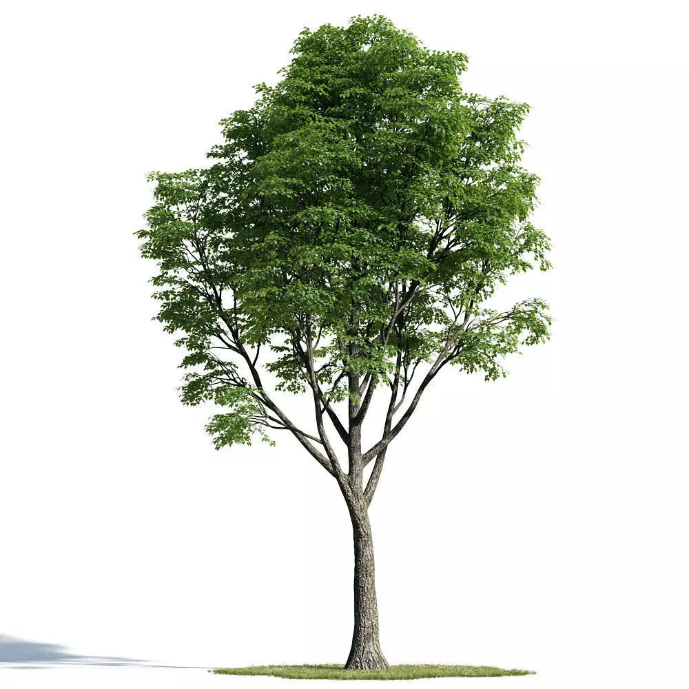 Tilia 58 am154 3D model_0