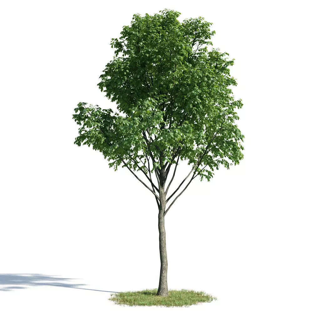 Tilia 57 am154 3D model