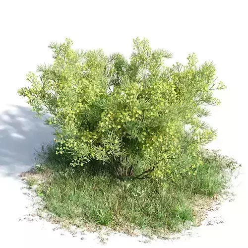 Senna artemisioides 56 am154