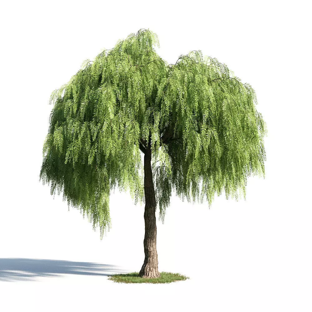 Schinus molle 55 am154 3D model_0