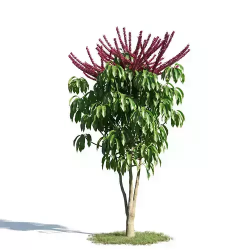 Schefflera actinophylla 54 am154 3D model
