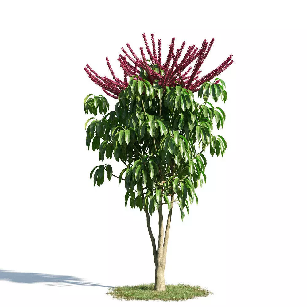 Schefflera actinophylla 54 am154 3D model