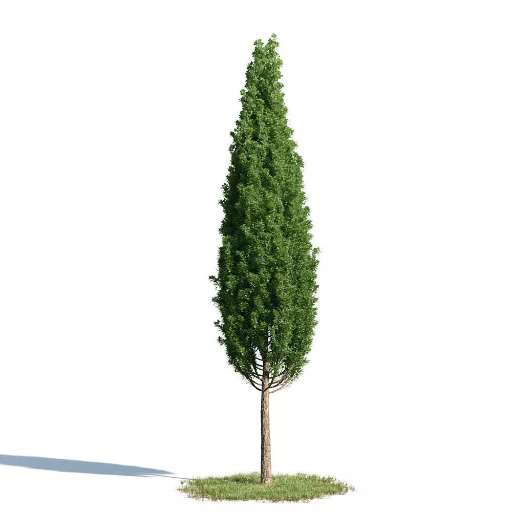 Quercus robur 51 am154 3D model_0