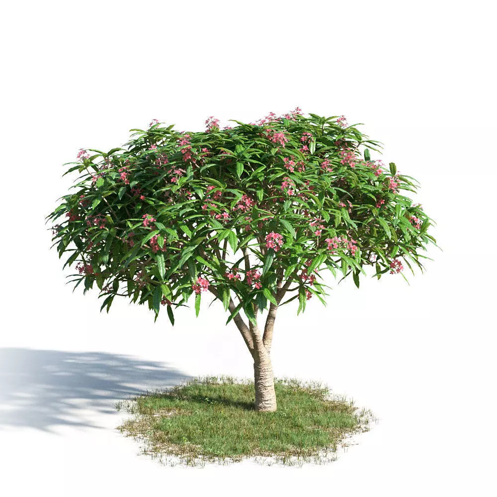 Plumeria rubra 48 am154 3D model_0
