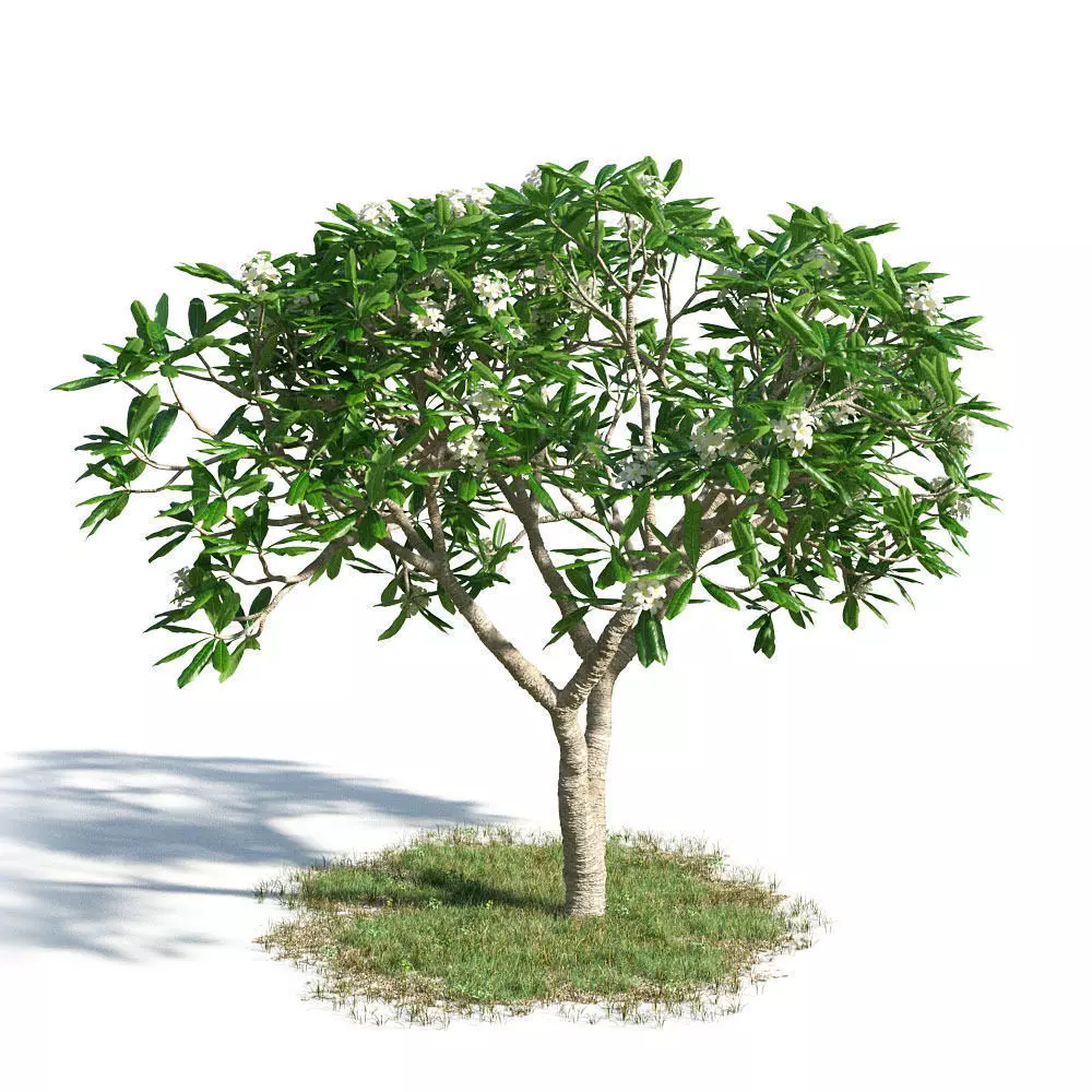 Plumeria obtusa 47 am154 3D model_0