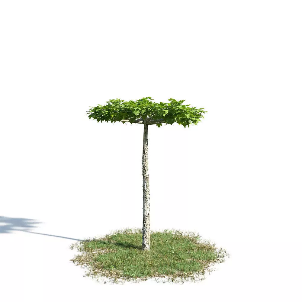 Platanus 46 am154 3D model