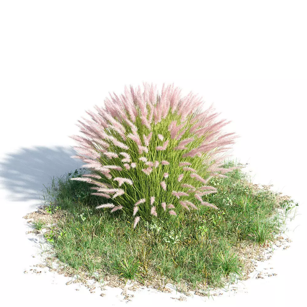 Penisseum setaceum 45 am154 3D model