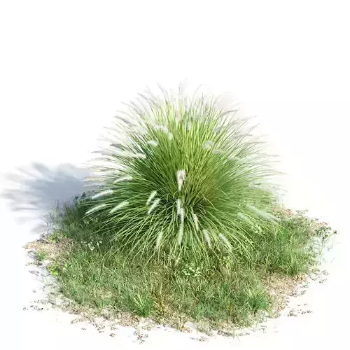 Penisetum alopecuroides 44 am154