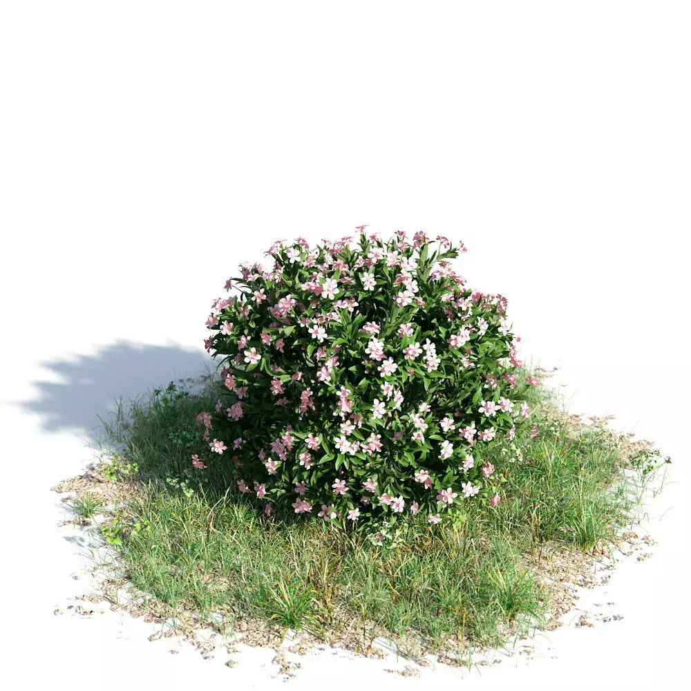 Nerium oleander dwarf 43 am154 3D model_0