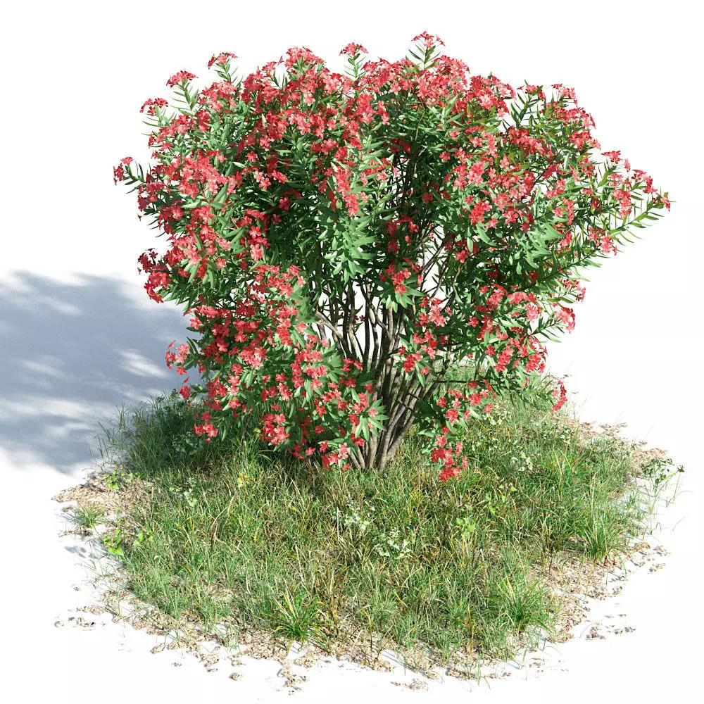 Nerium oleander 42 am154 3D model_0