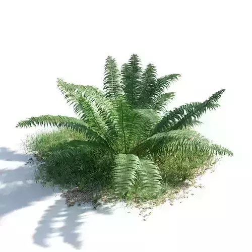 Nephrolepis cordifolia 41 am154