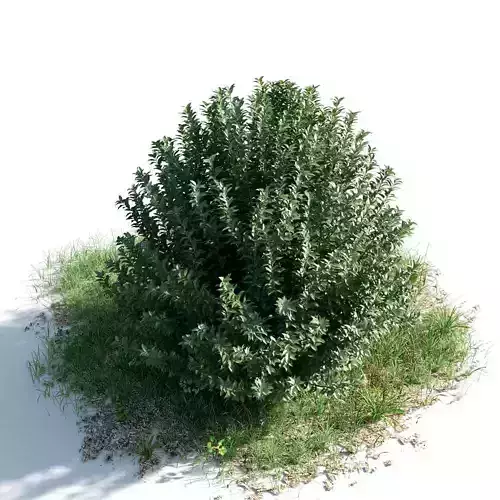 Myrtus comunis 40 am154