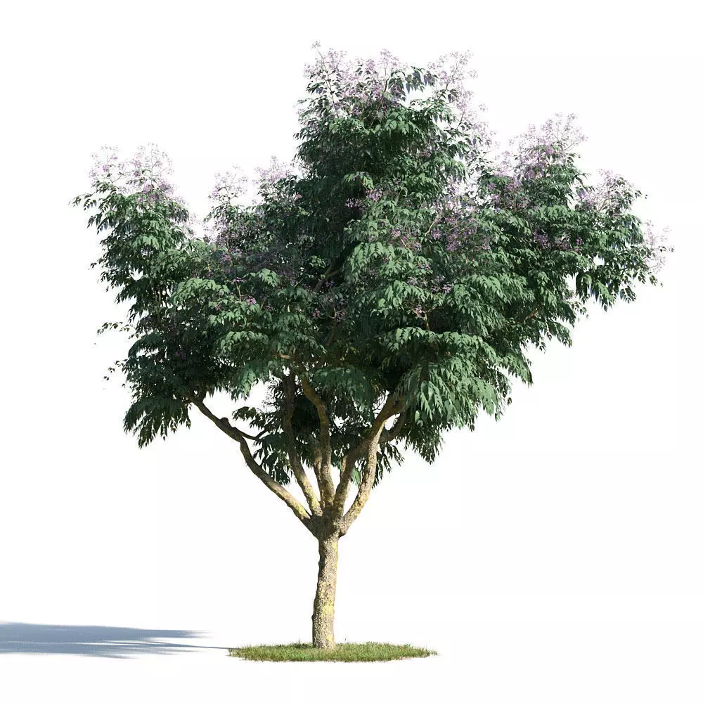Melia azedara 38 am154 3D model