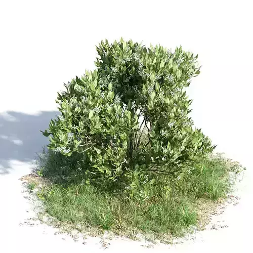 Ligustrum lucidum 37 am154