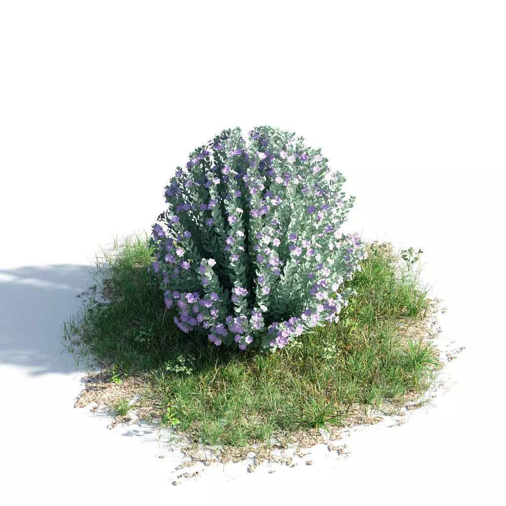 Leucophyllum frutescens 36 am154 3D model