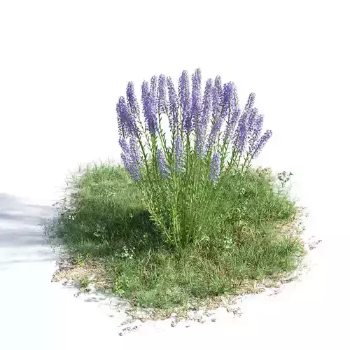 Lavandula angustifolia 35 am154