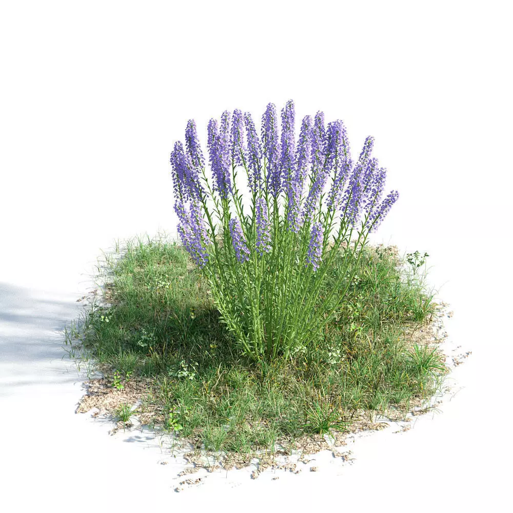 Lavandula angustifolia 35 am154 3D model