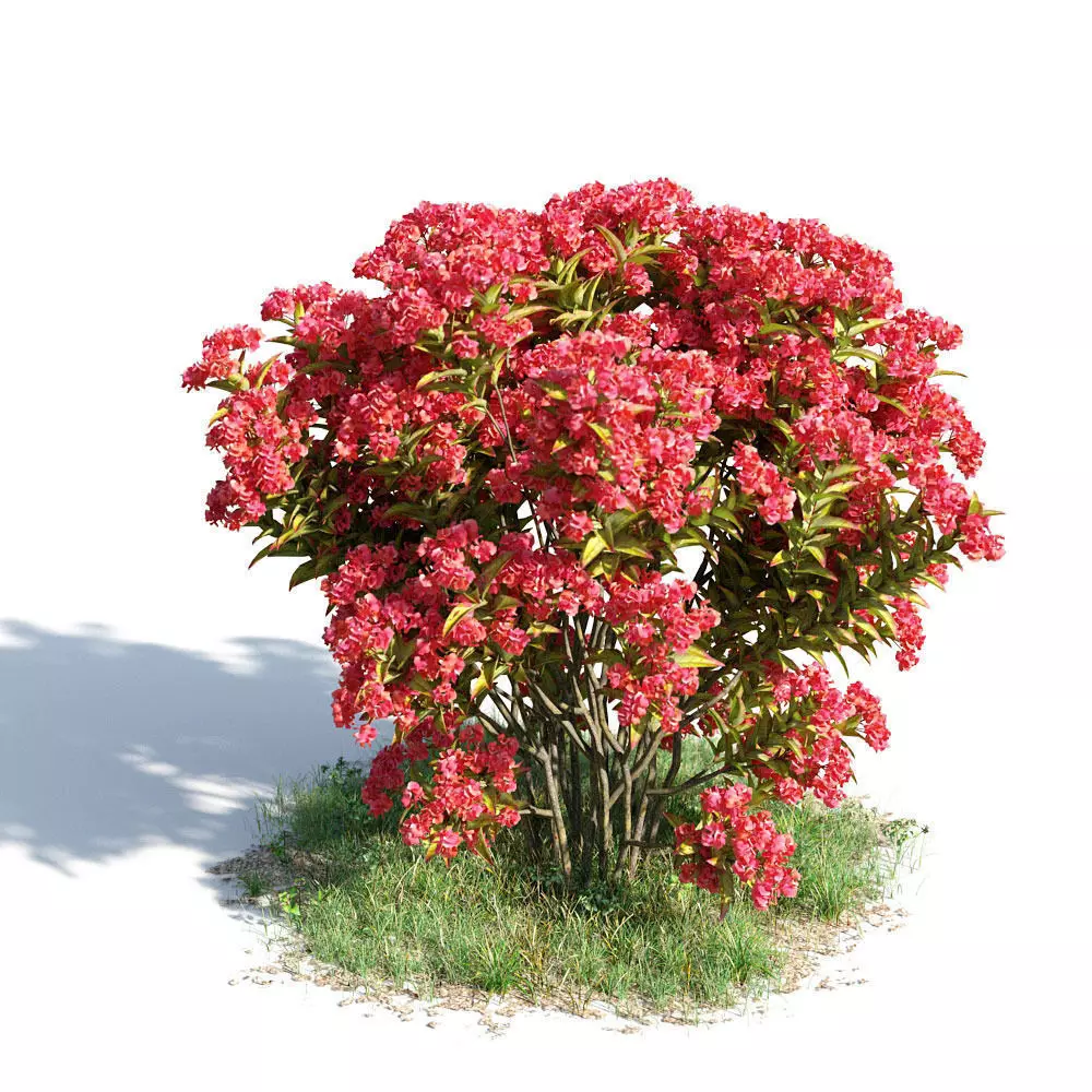 Lagerstroemia indica 34 am154 3D model