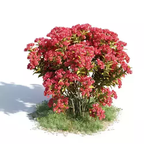Lagerstroemia indica 34 am154