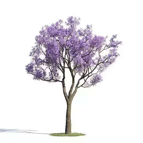 Jacaranda mimosifolia 33 am154 3D model
