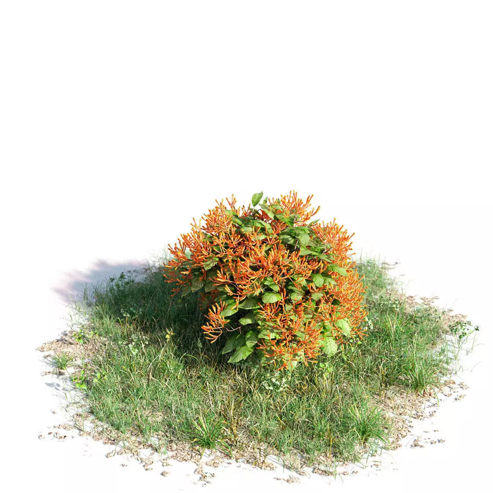 Hamelia patens 32 am154 3D model