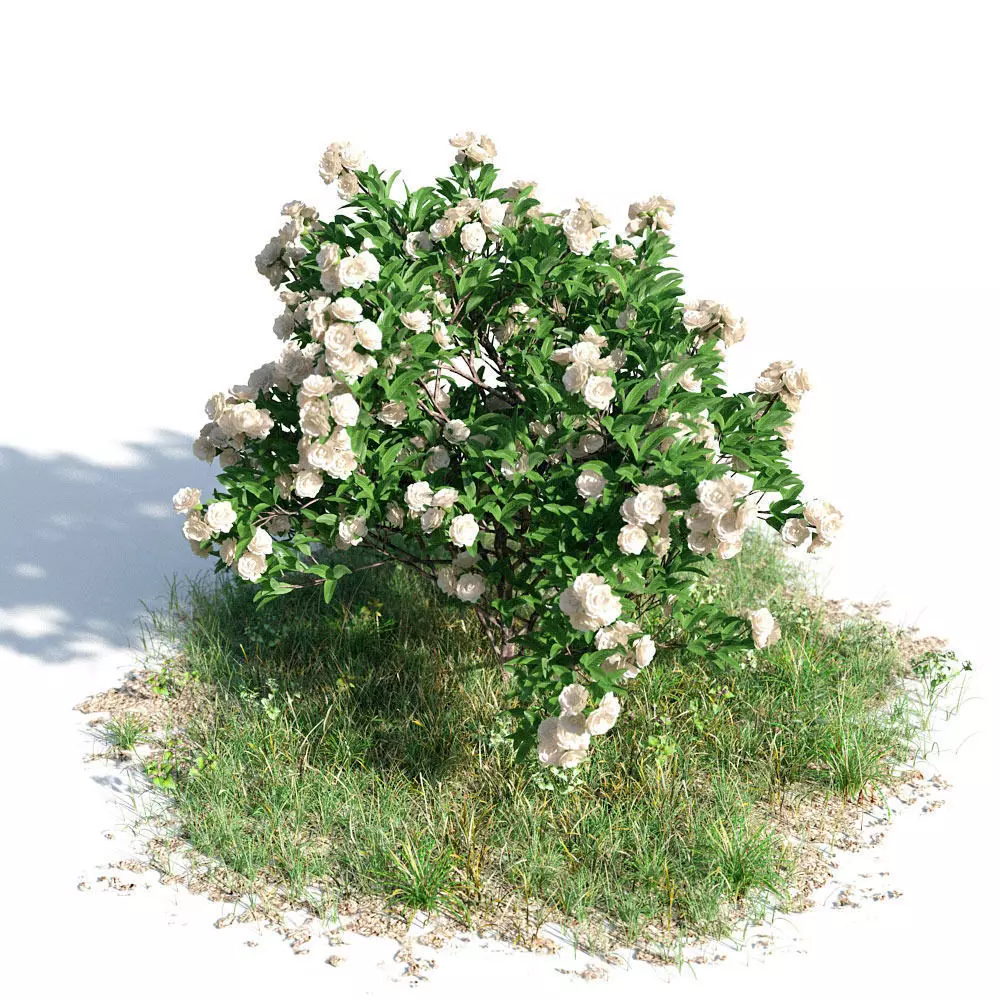 Gardenia 31 am154 3D model_0