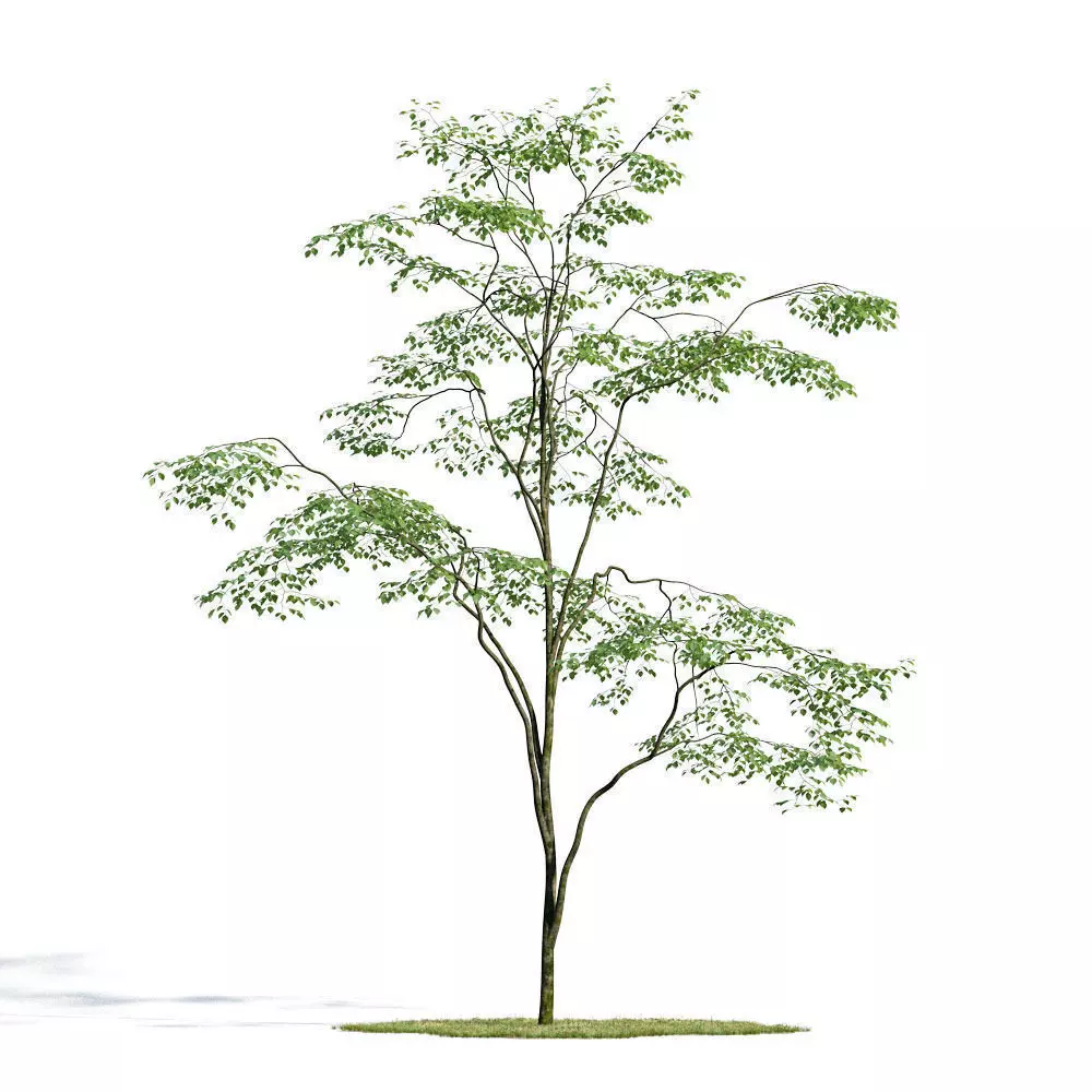 Forest 29 am154 3D model