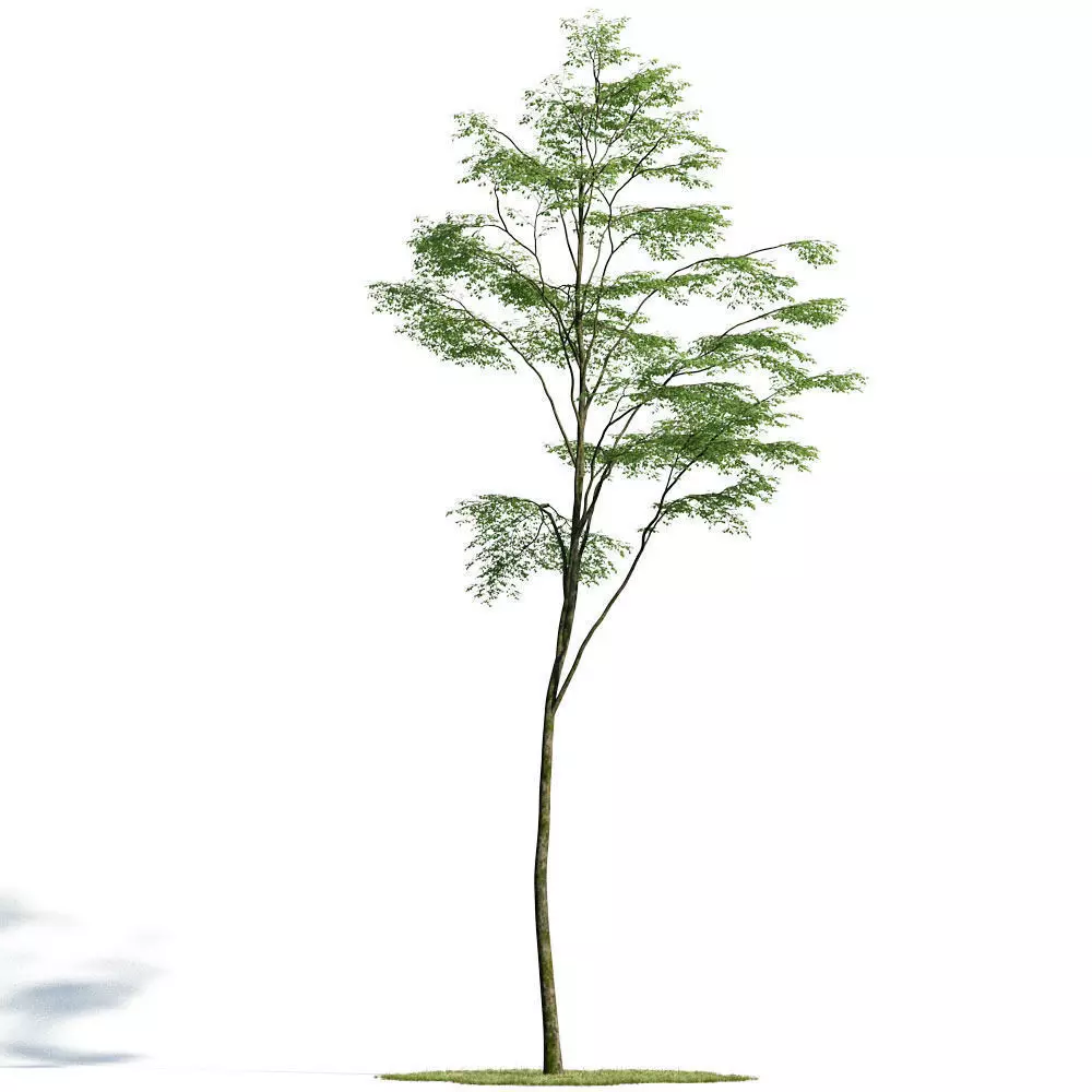 Forest 28 am154 3D model