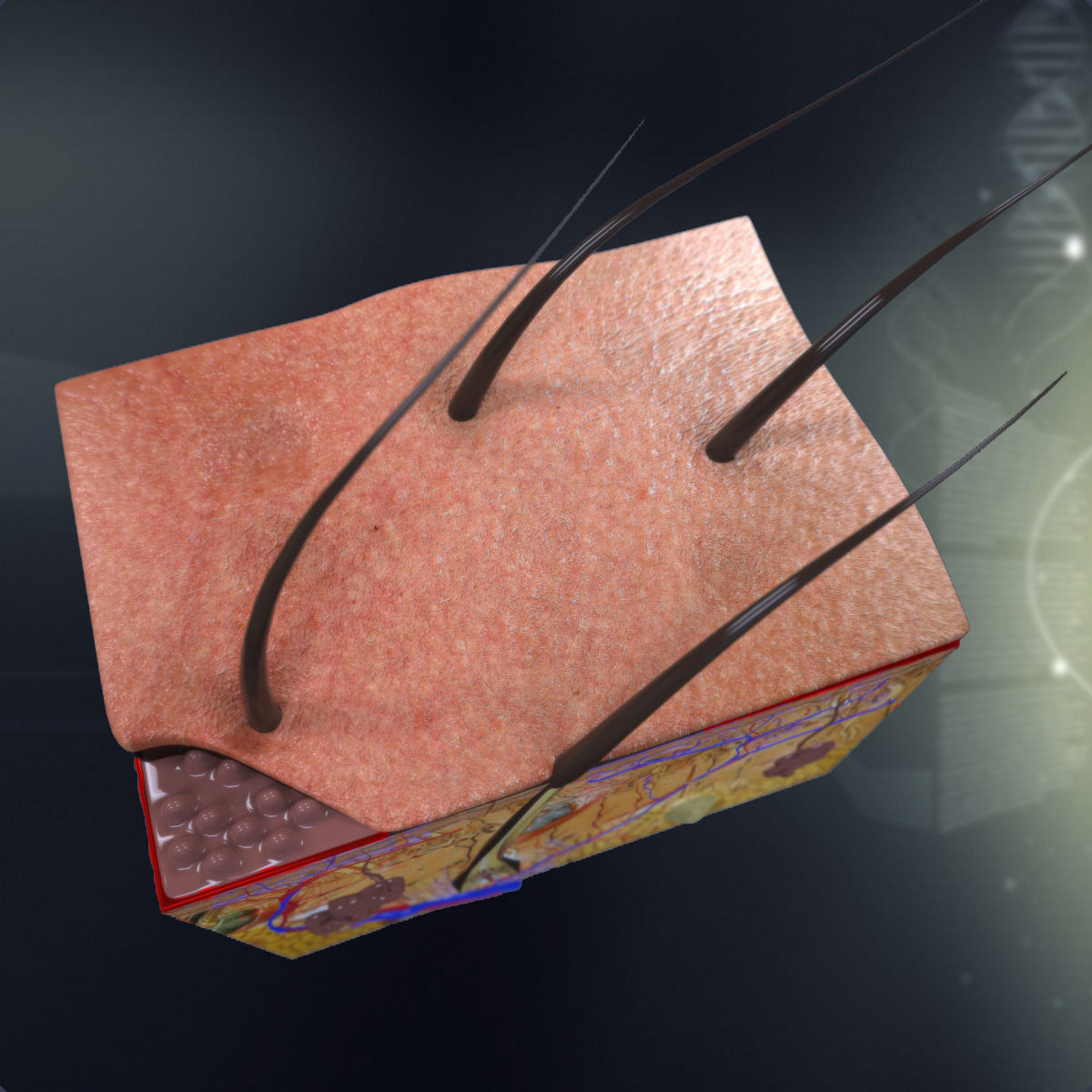 Human Skin Anatomy 3D model_2