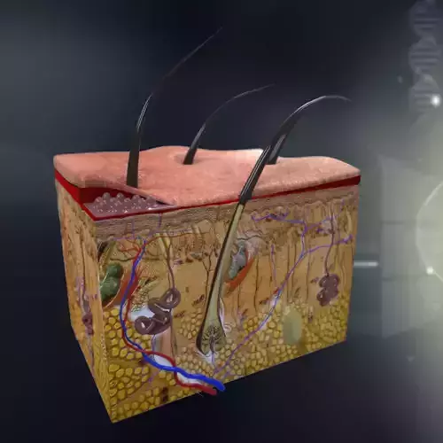 Human Skin Anatomy 3D model