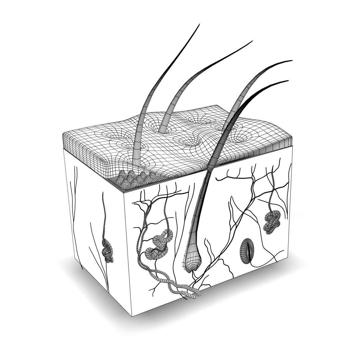 Human Skin Anatomy 3D model_3