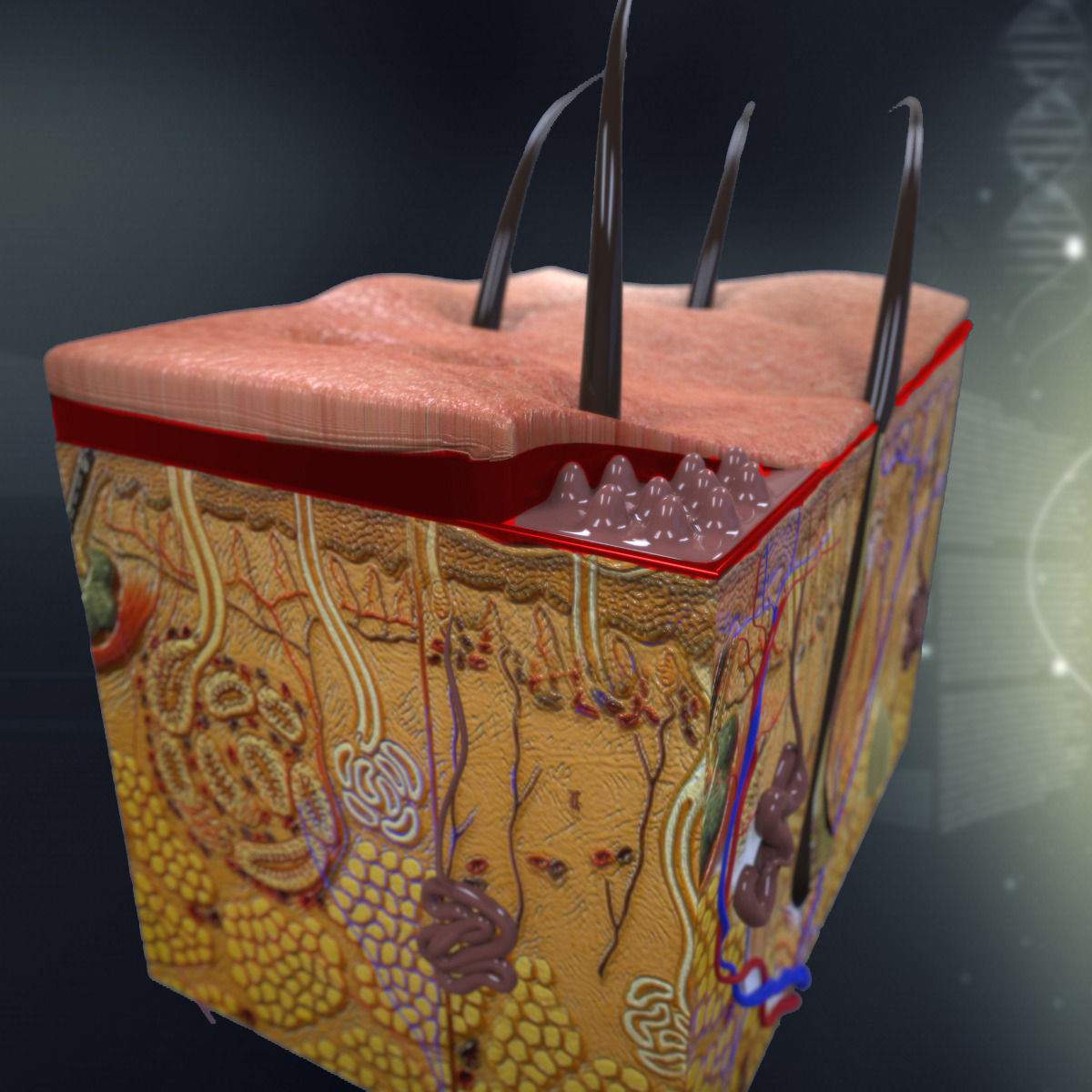 Human Skin Anatomy 3D model_1