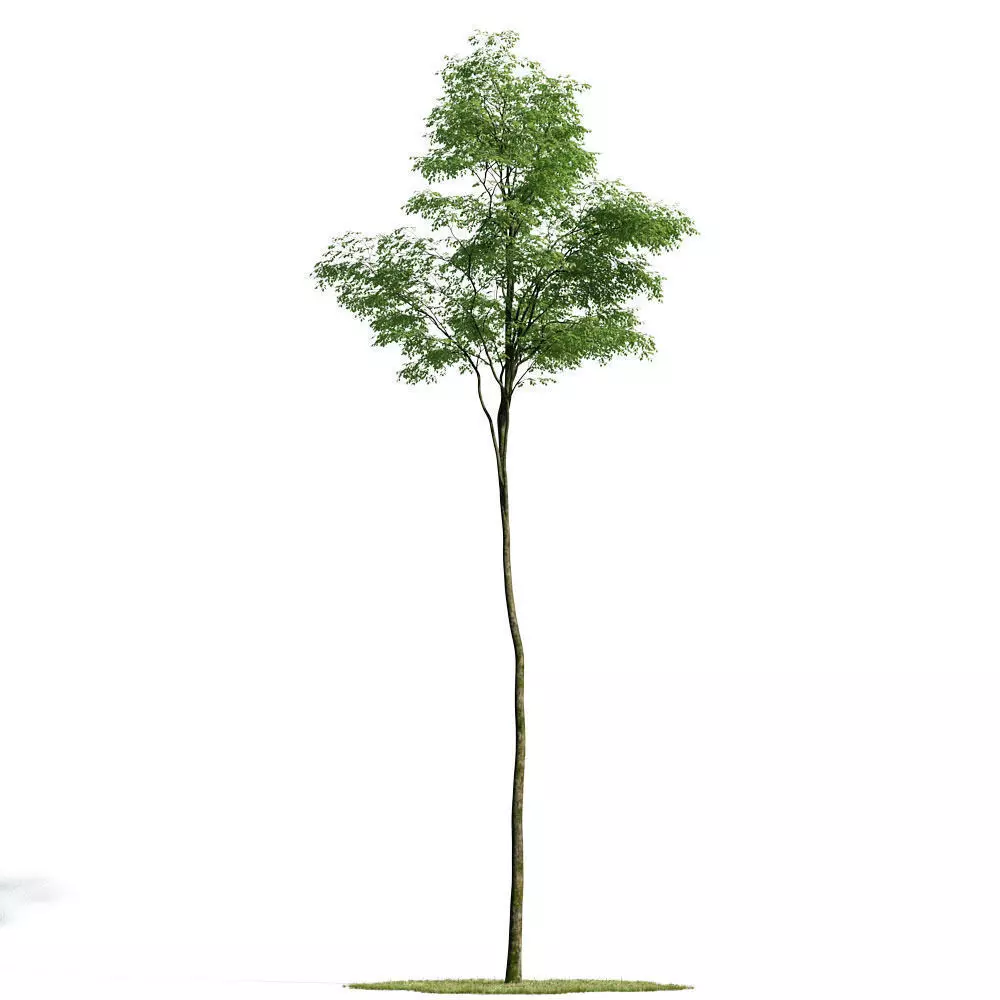 Forest 27 am154 3D model_0