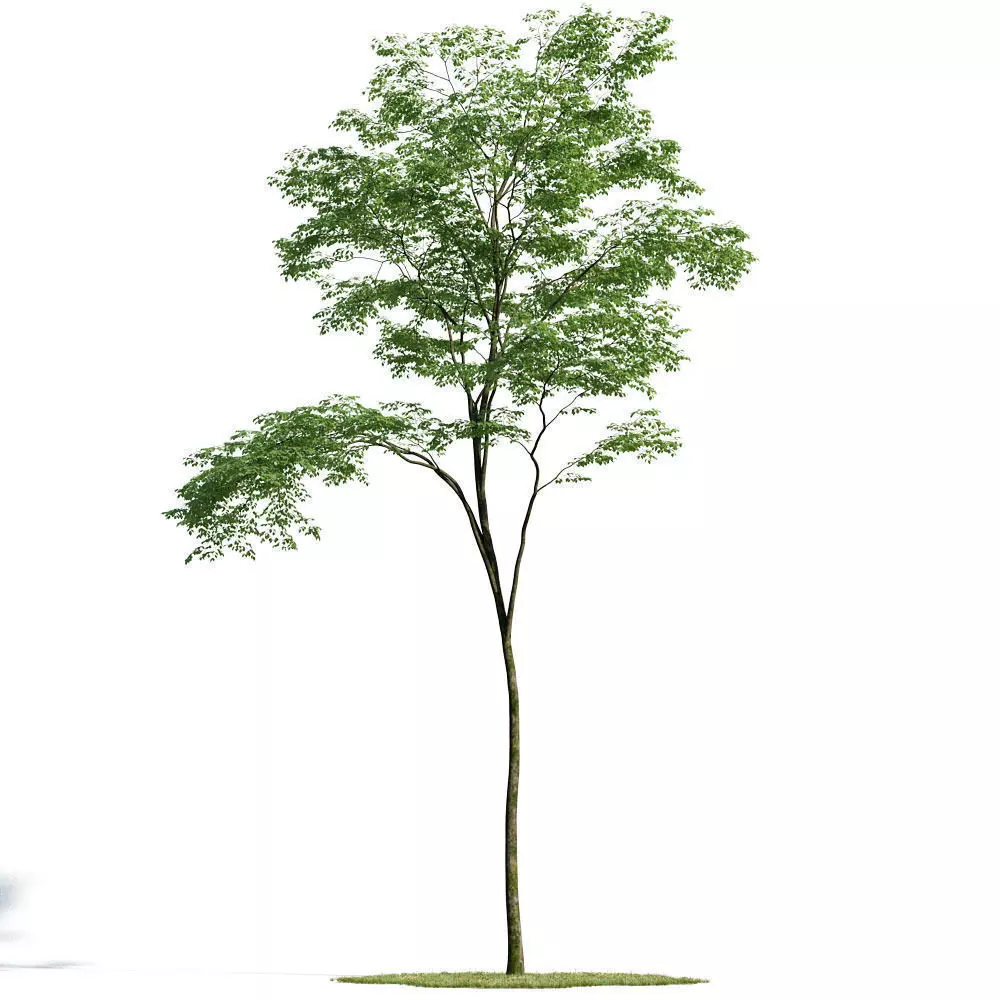 Forest 26 am154 3D model_0