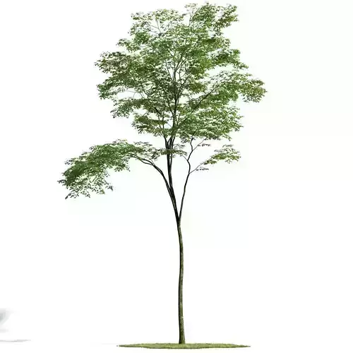 Forest 26 am154 3D model Forest 26 am154 3D model