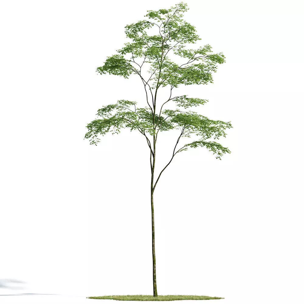 Forest 25 am154 3D model