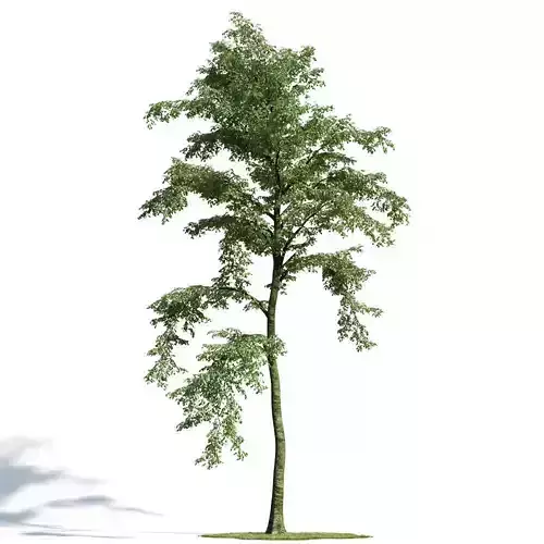 Forest 24 am154 3D model